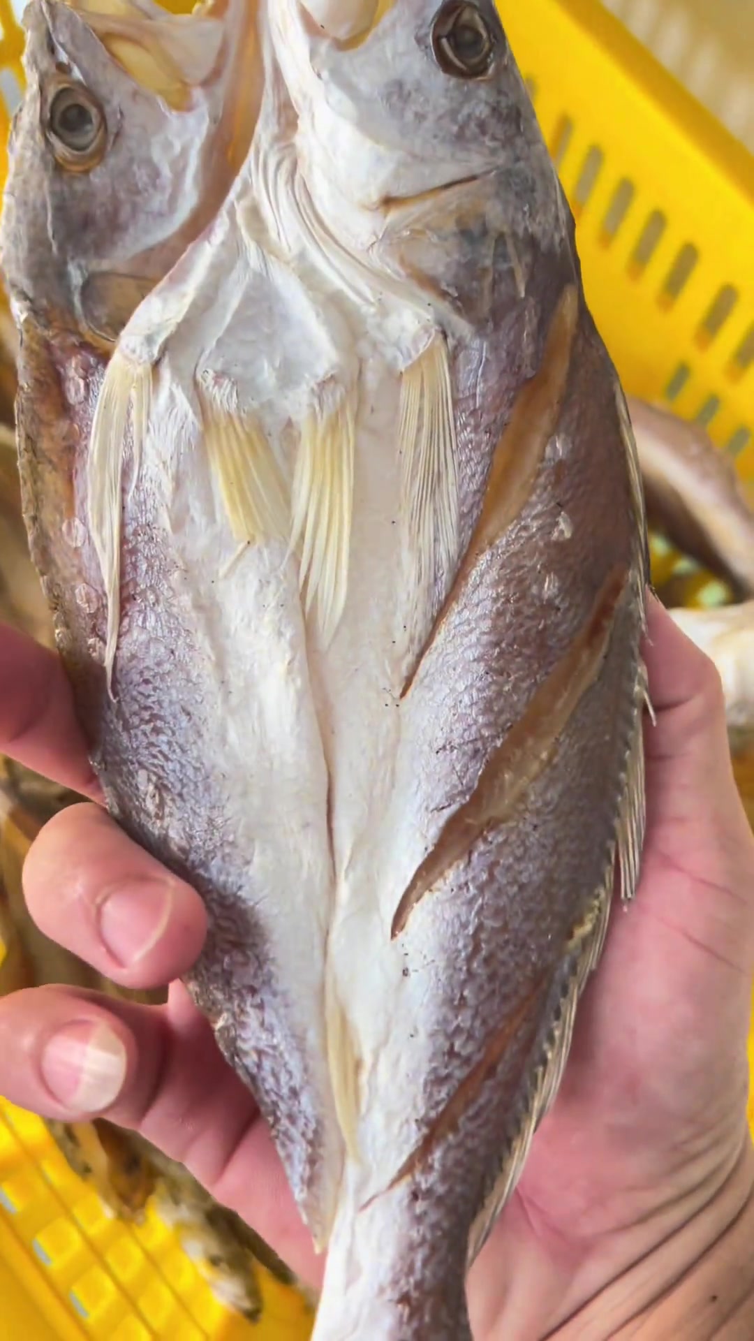 南三岛海味三牙鱼干已上线,妥妥的南三味道 晒鱼干 三牙鱼干 南三岛 鱼小夫海味