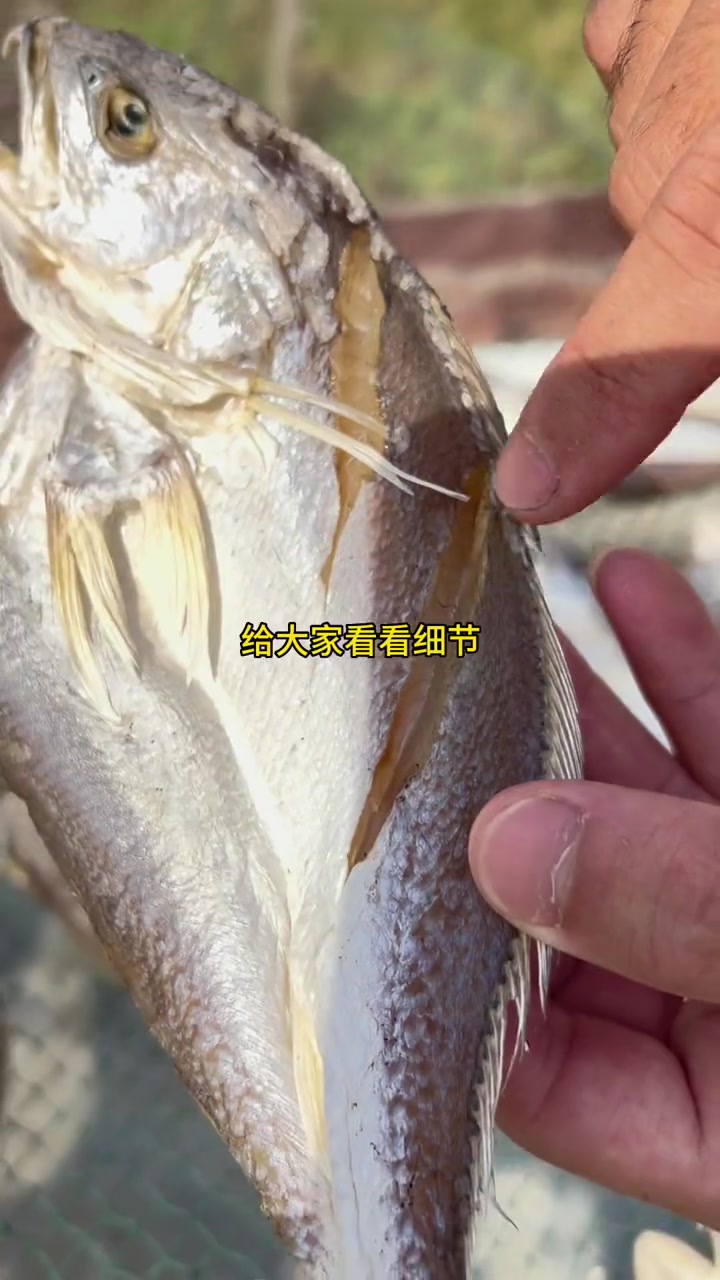 用心才能晒出优质鱼干,今天晒好一批三牙鱼,不忘初心,砥砺前行!感谢大家支持渔小夫海味 晒鱼