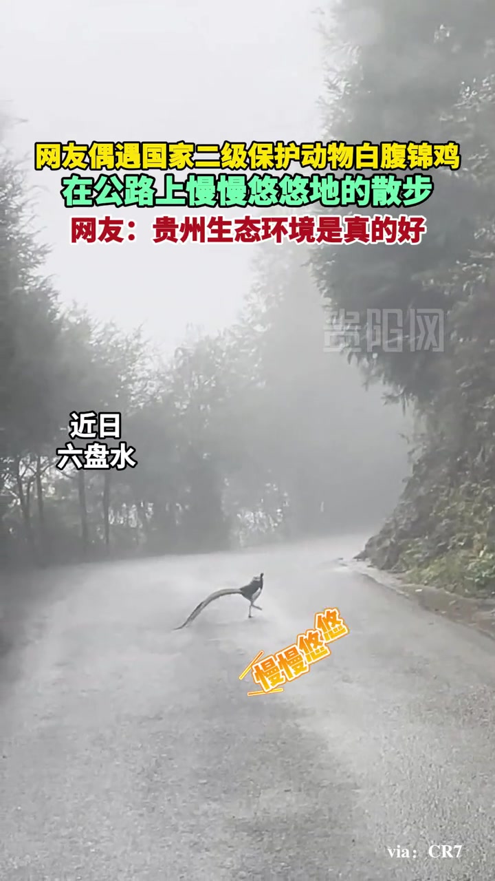 网友偶遇国家二级保护动物白腹锦鸡在公路上慢慢悠悠地的散步 网友:贵州生态环境是真的好 贵州