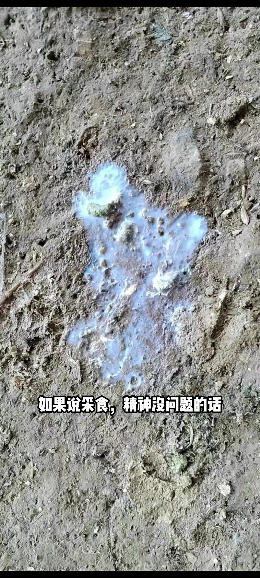 鸡拉白粪是怎么回事?
