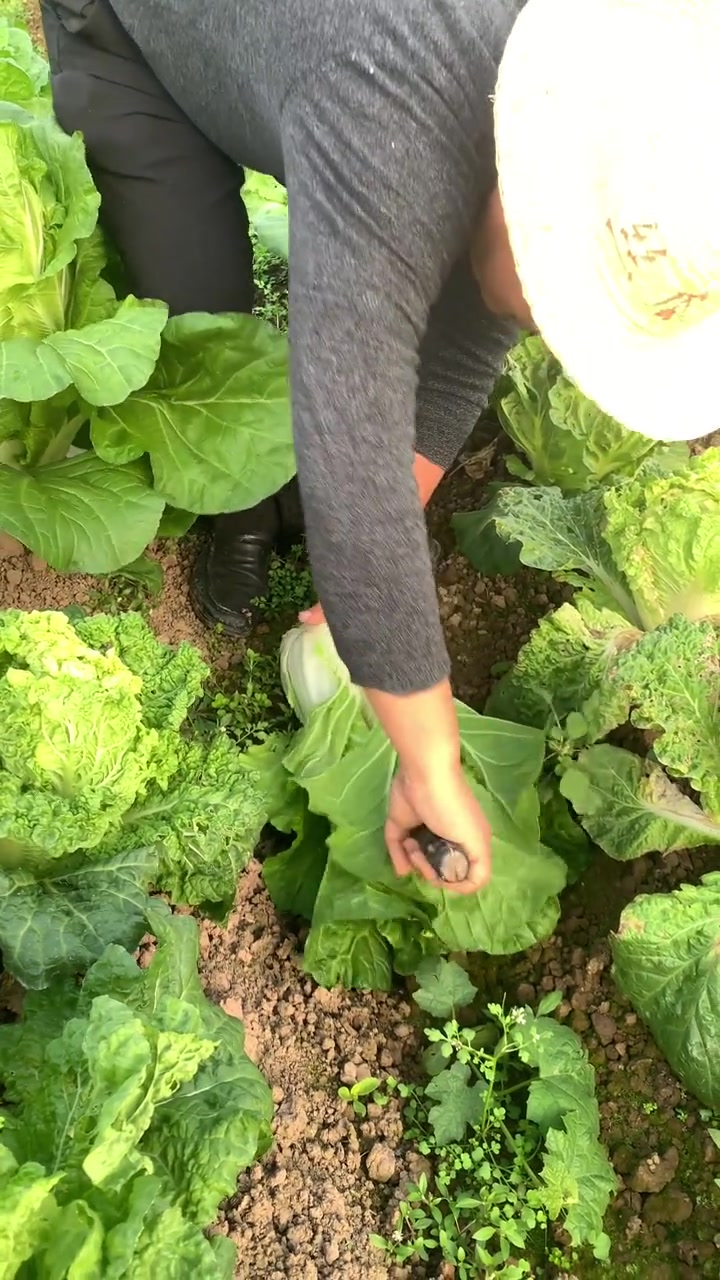 新品种白菜种子介绍 前两天想要吃白菜的兄弟们,你们可以行动了,手慢无,不是没给你们讲,好吃