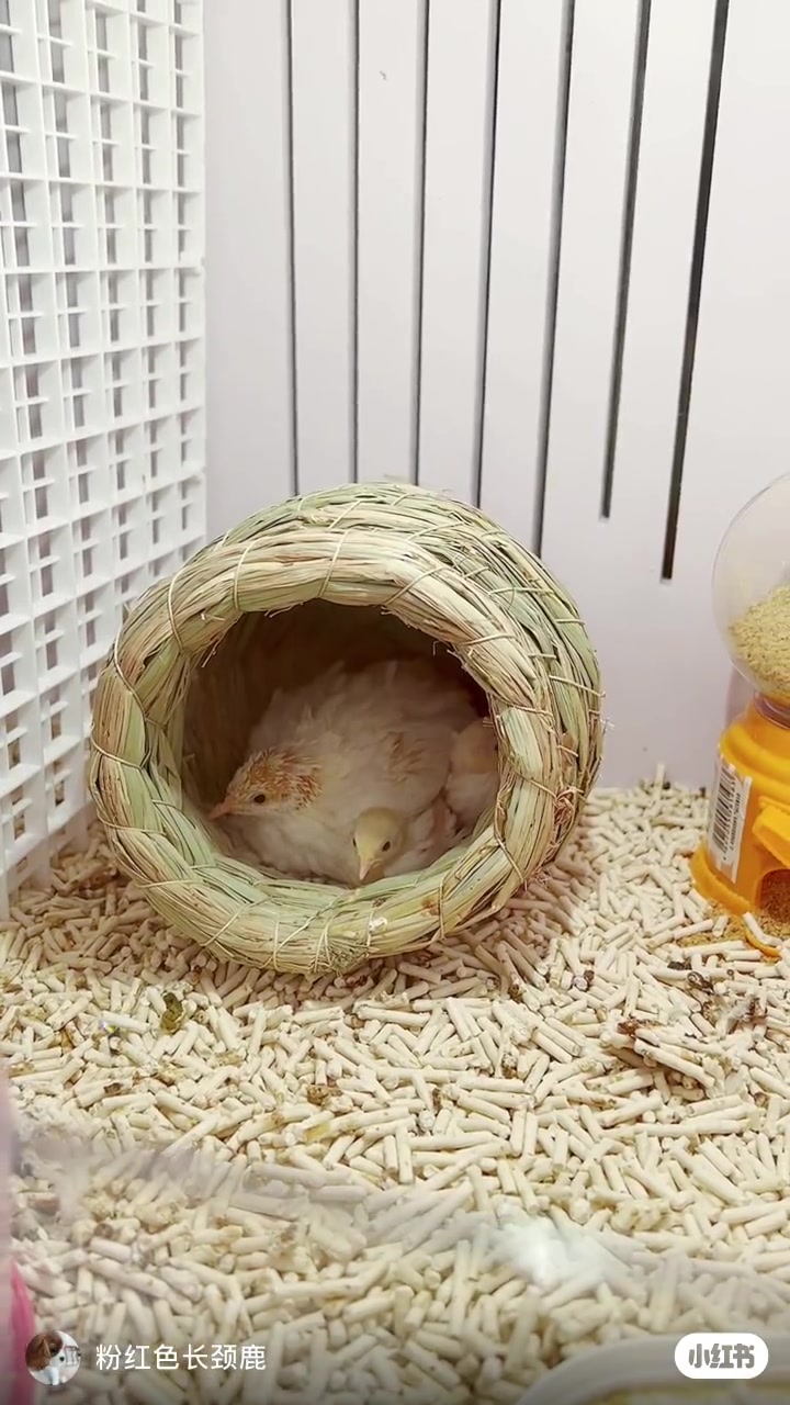 芦丁鸡“鱿鱼游戏”一二三木头人