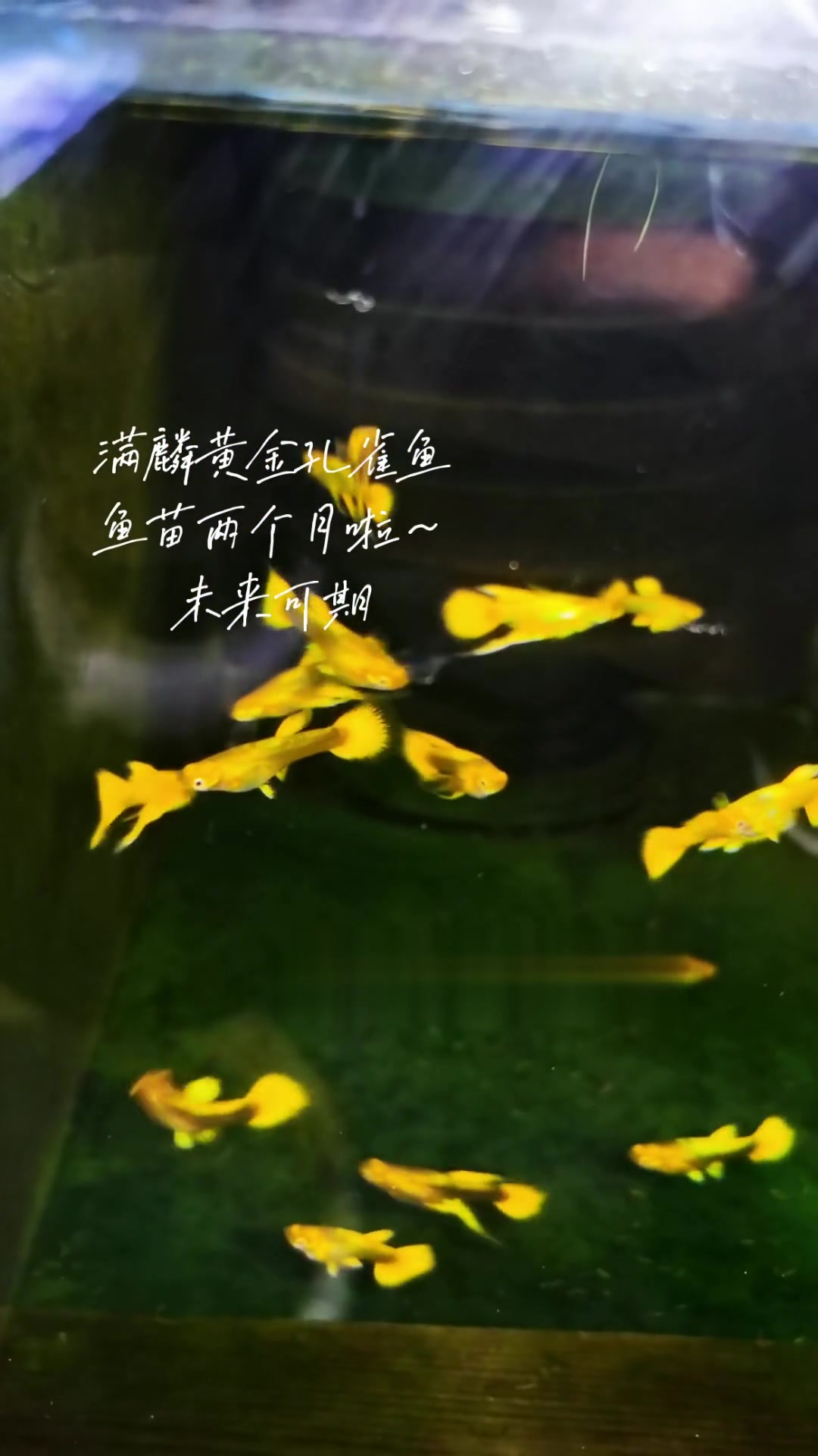 适合做生意养的孔雀鱼～黄金万两