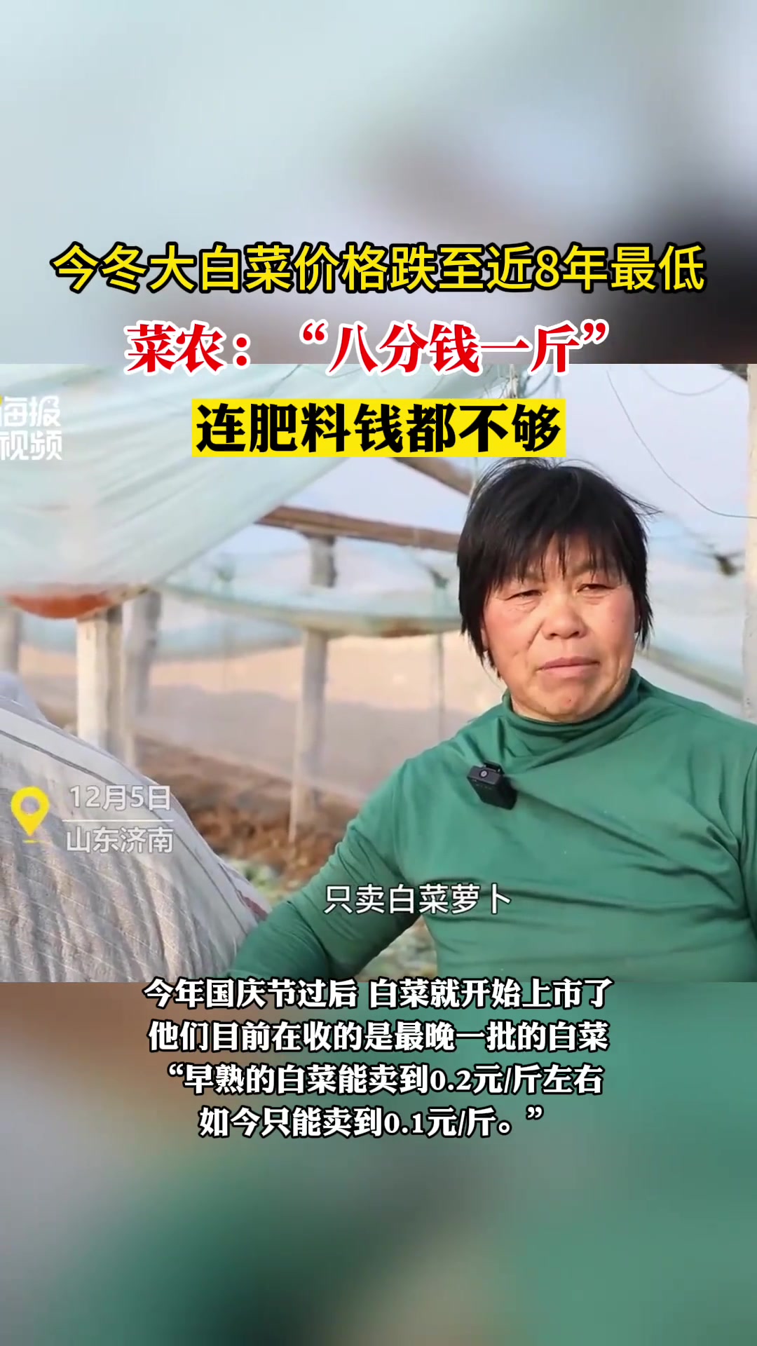 今冬大白菜价格跌至近8年最低,菜农:“八分钱一斤,连肥料钱都 菜农:“八分钱一斤,连肥料钱