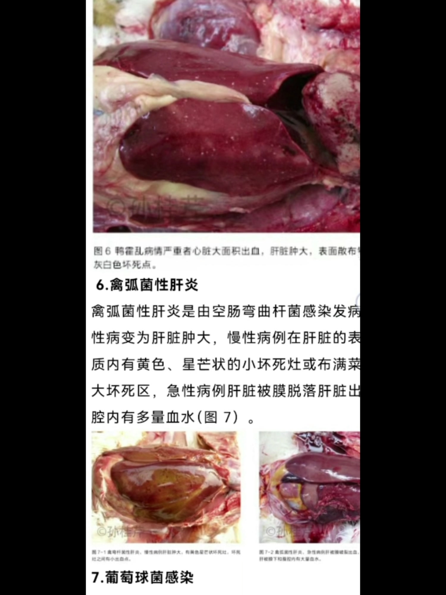 鸡肝脏不同病变表格