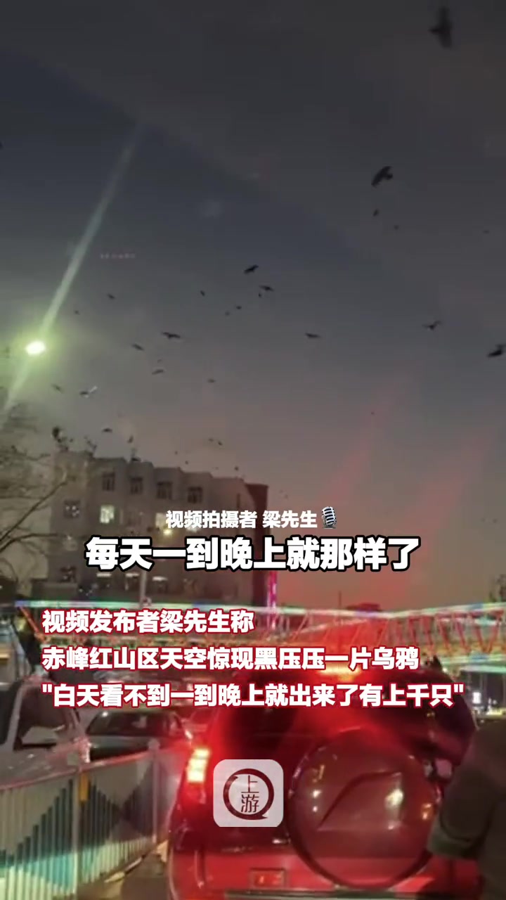 12月7日,内蒙古赤峰,赤峰街头现近千只乌鸦空中盘旋落下 市民:一到晚上就出来,持续7、8