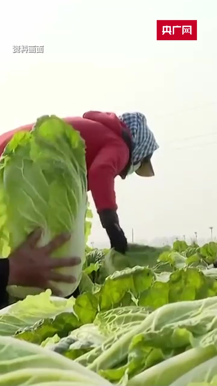 今冬白菜价格跌至8年最低