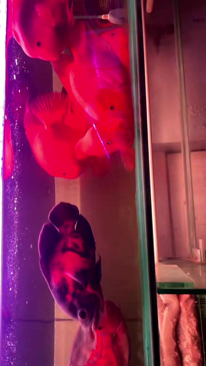 观赏鱼罗汉和鹦鹉鱼