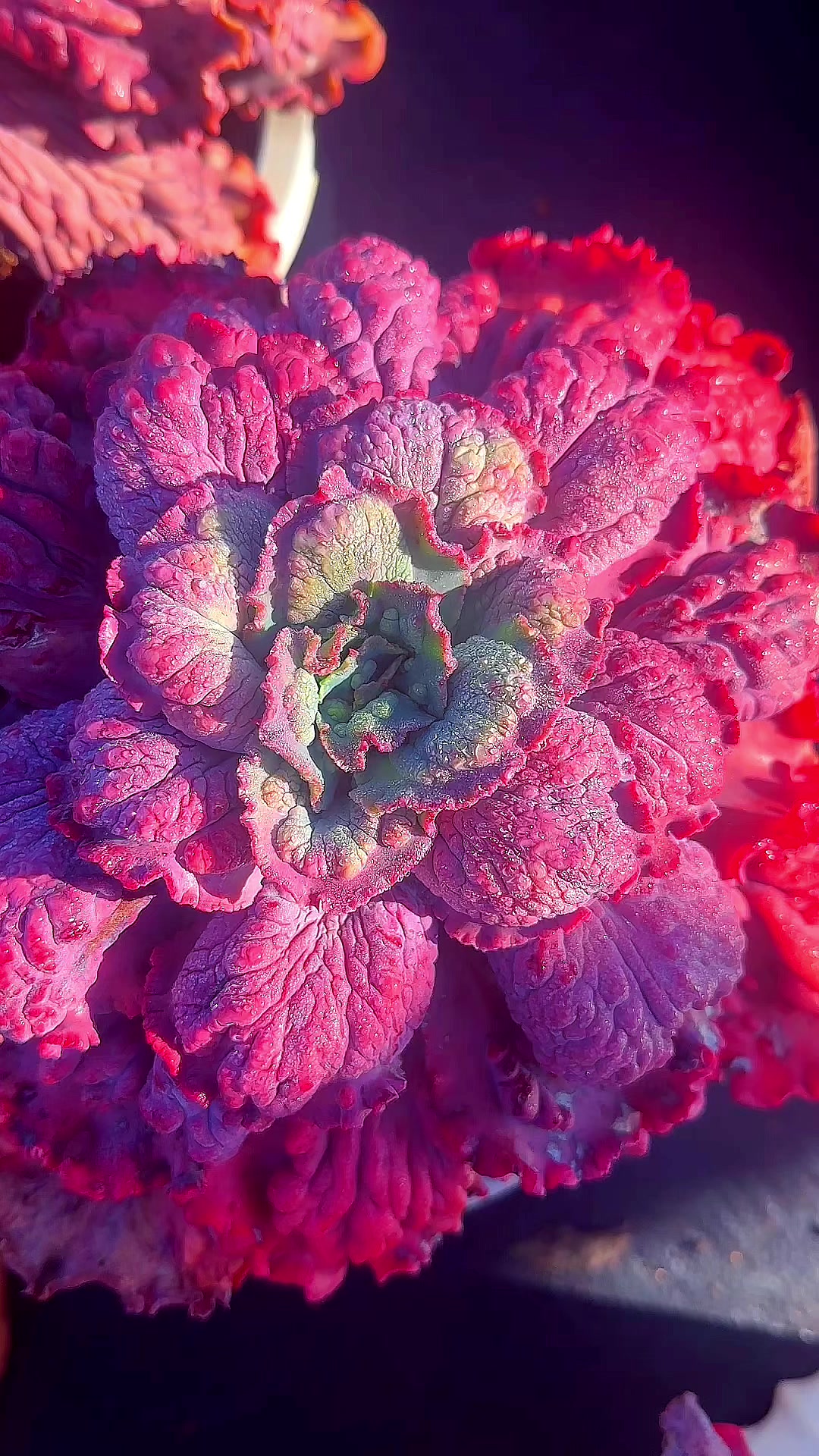 包菜狂澜太漂亮啦,赶紧造起来吧