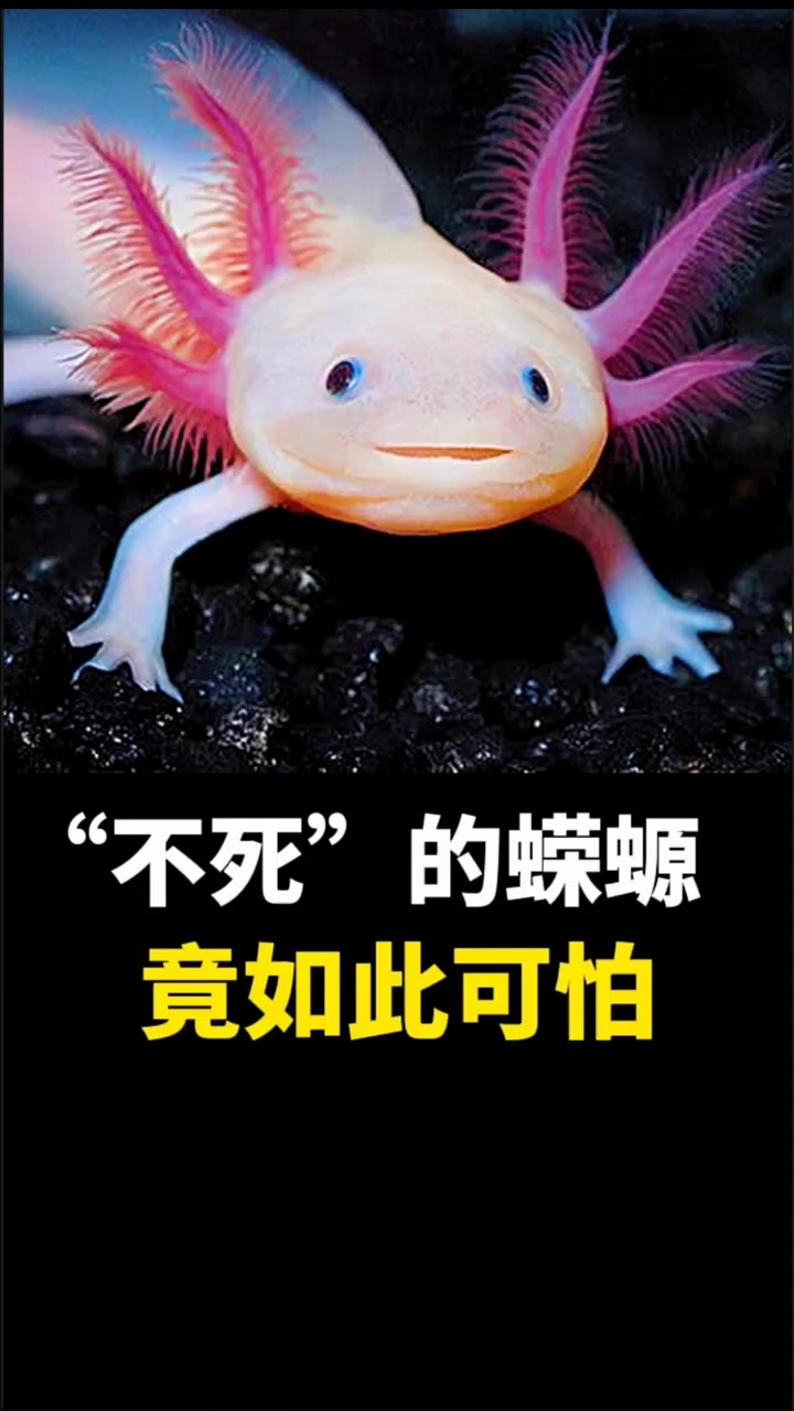“不死”的蝾螈,竟如此可怕