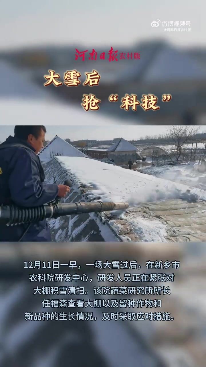 12月11日一早,一场大雪过后,在新乡市农科院研发中心,研发人员正在紧张对大棚积雪清扫。该