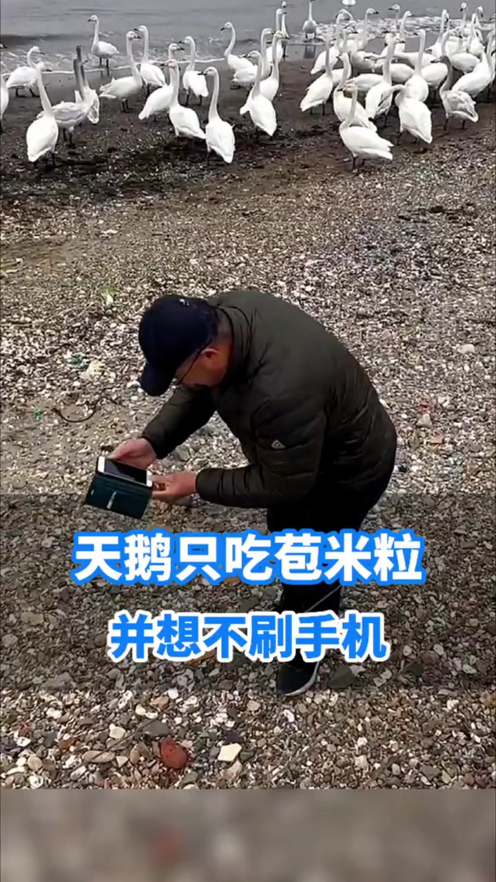 威海市民观赏大天鹅太投入,手机掉落竟未发现!欢迎天鹅回家 天鹅之约