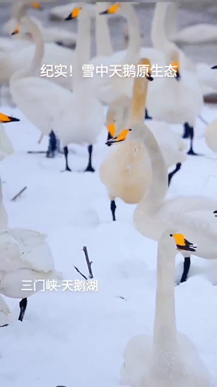 「三门峡天鹅湖:银碗盛雪,雪中天鹅竞歌喉」12月11日,三门峡天鹅湖国家城市湿地公园,大天