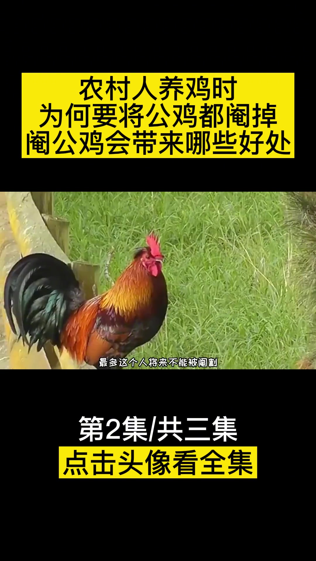 农村人养鸡时,为何要将公鸡都阉掉?阉公鸡会带来哪些好处?