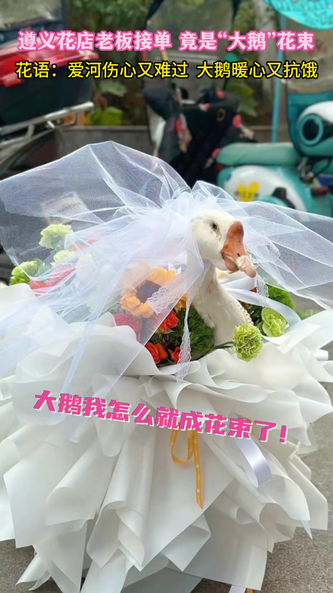 遵义花店老板接单 竟是“大鹅”花束 我就想问问:女孩子真的会喜欢吗?遵义花店老板接单竟是“