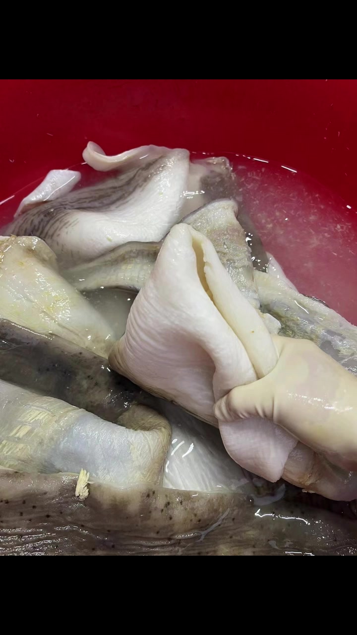 鲜鲨鱼皮泡发好,切片分装,自家清水泡发