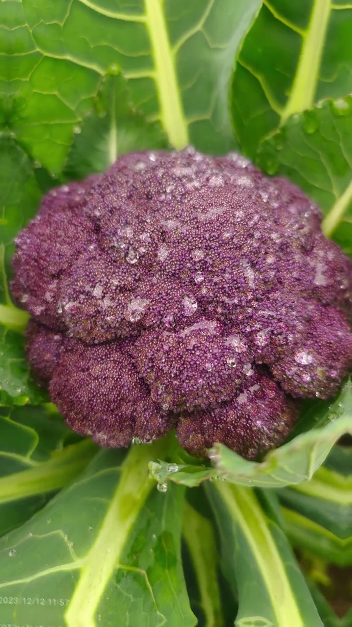 带着高贵的深紫色的蔬菜 这一抹紫色,在绿色的丛中尤其的超凡脱俗,探索这神奇的紫色,留下你的