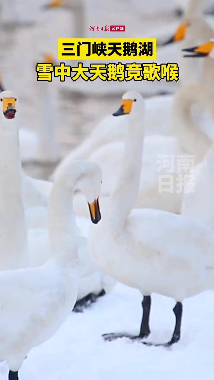 大天鹅雪中翩翩起舞 宛如“白色精灵” 雪中天鹅竞歌喉 12月11日,三门峡 天鹅湖国家城市
