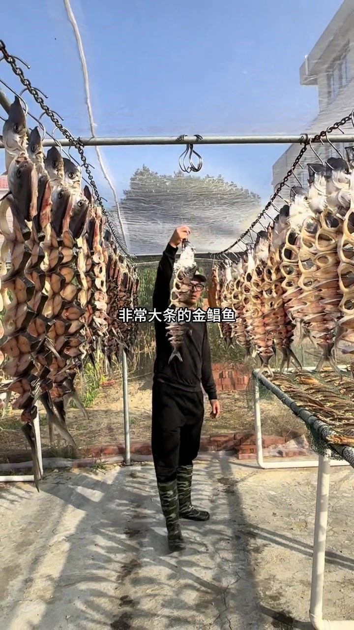 南三岛大型晒鱼场,各个品种都有,坚持纯阳光晒鱼,保留鱼干原有的味道,让在外拼搏的游子都能吃