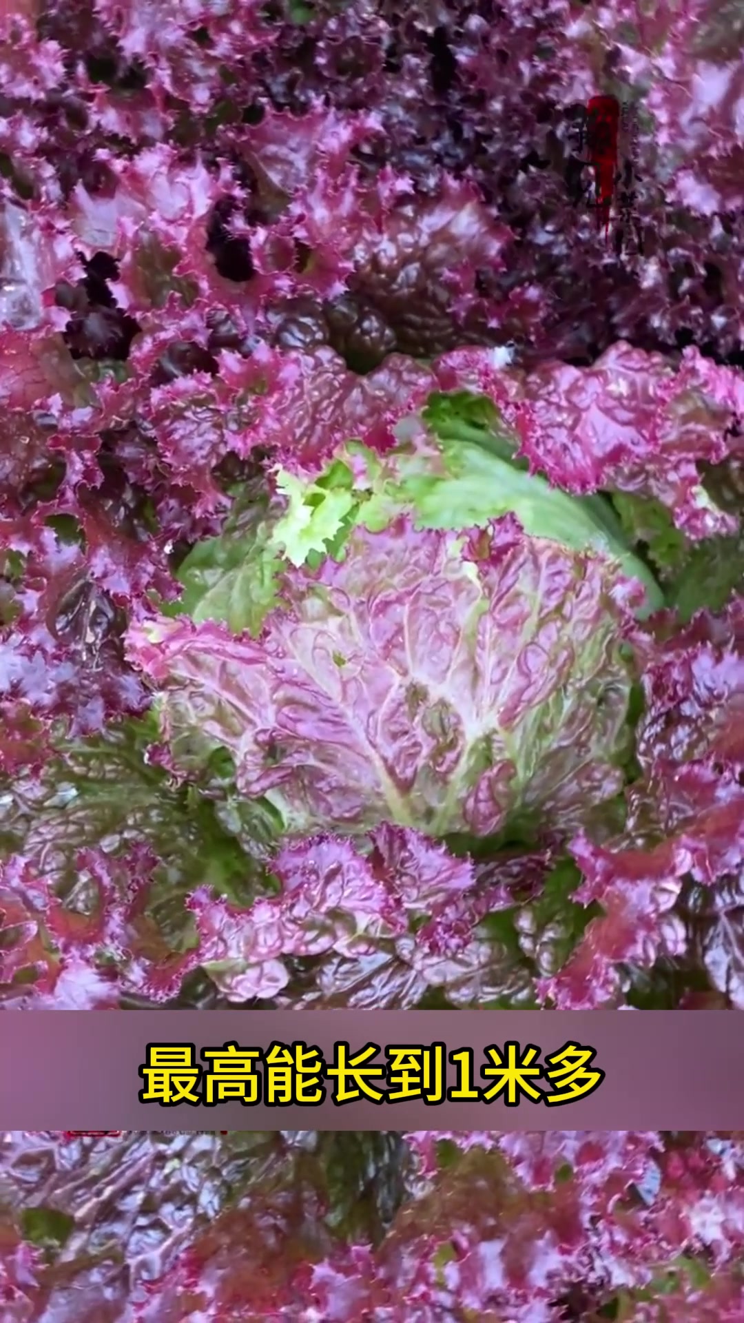 有蔬菜之称的紫叶生菜,长得像花一样,吃起来柔软细腻!