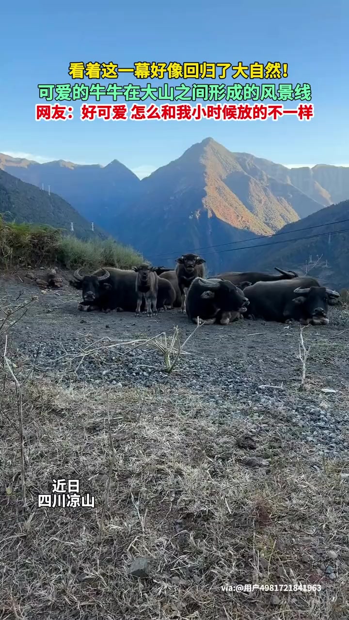这一幕好像回归了大自然!可爱牛牛在大山之间形成的风景线 大自然 人与动物 风景线