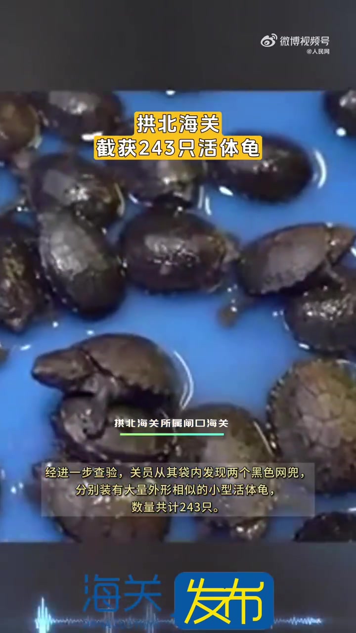 「1人携带243只活体龟入境」近日,拱北海关在一位旅客随身携带的袋子中查获243只活体龟,