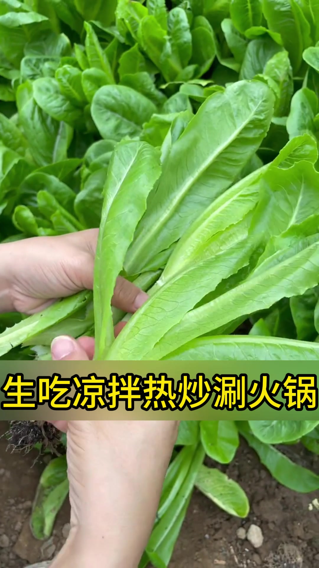 不爱生虫的青菜,那一定是孔雀菜!口感棒味道鲜