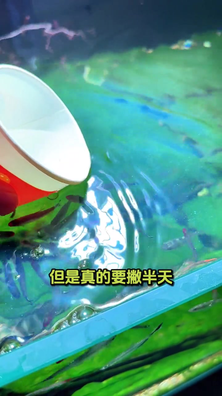 鱼缸水面有油膜,怎么轻松清理掉?除油膜器是个好东西!鱼缸除油膜 鱼缸清洁 鱼缸里的大自然 