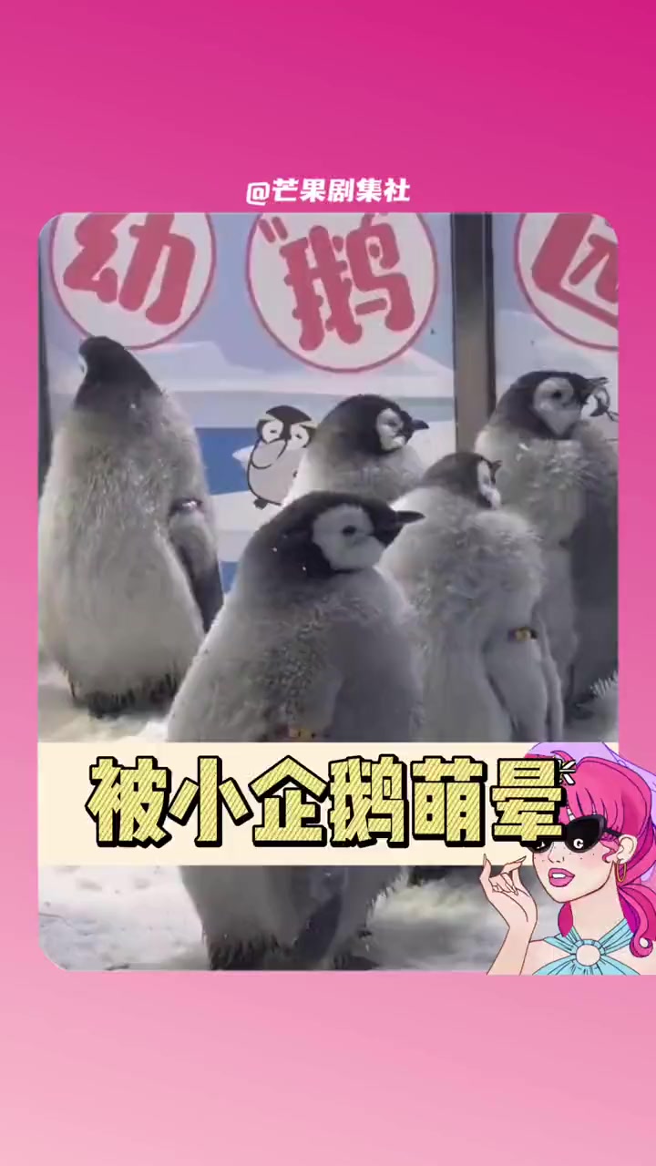 企鹅也要上幼儿园嘛?!鹅宝们真的太乖了 暖冬游长隆 长隆企鹅 企鹅宝宝 珠海长隆海洋王国