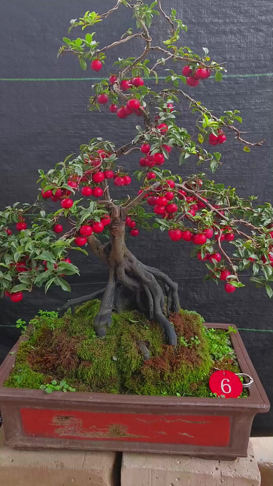 金弹子鸡血红车厘子果色漂亮,年功老桩