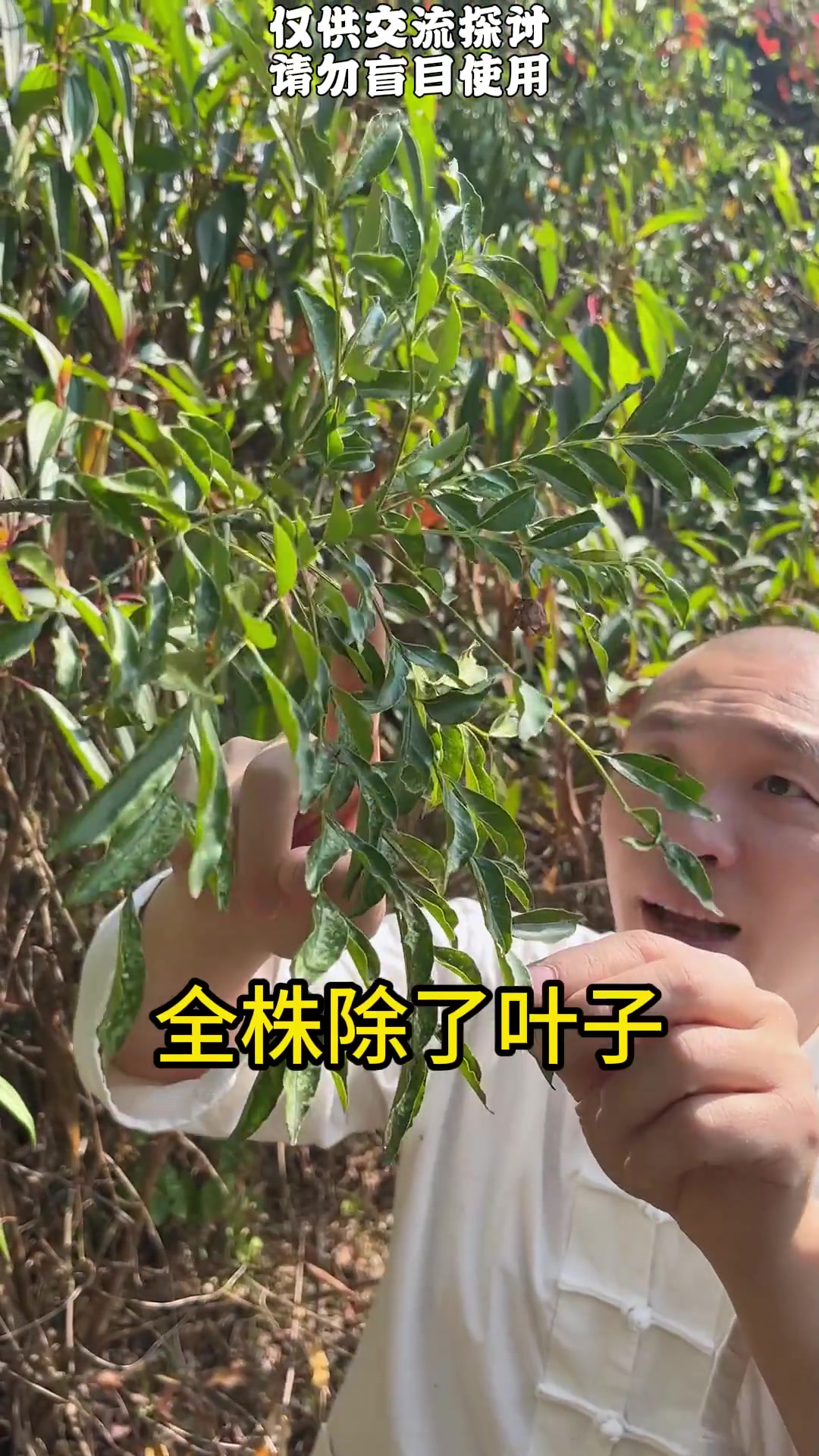 刺苍(潮汕)茨苍(普宁)黄鸡母根(潮阳),还有哪些名字呢?青草