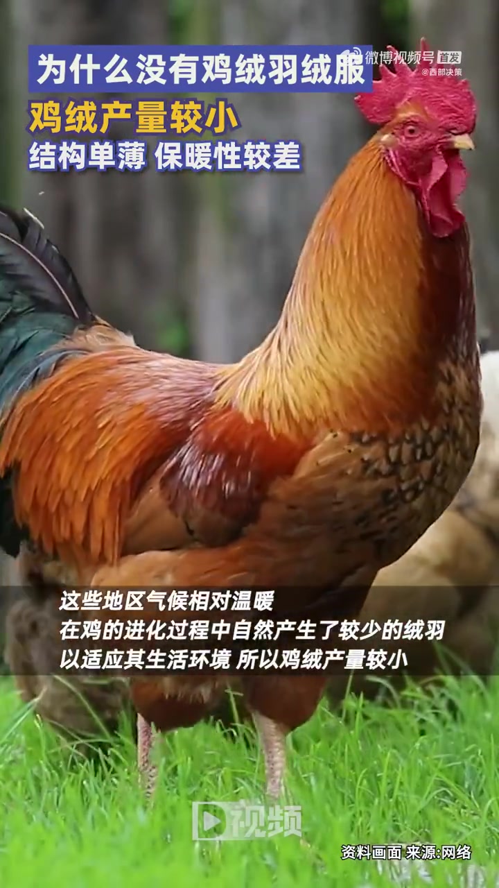 「为什么没有鸡绒羽绒服?」我们常在选购羽绒服时纠结于鸭绒和鹅绒的选择,但为什么我们很少听说