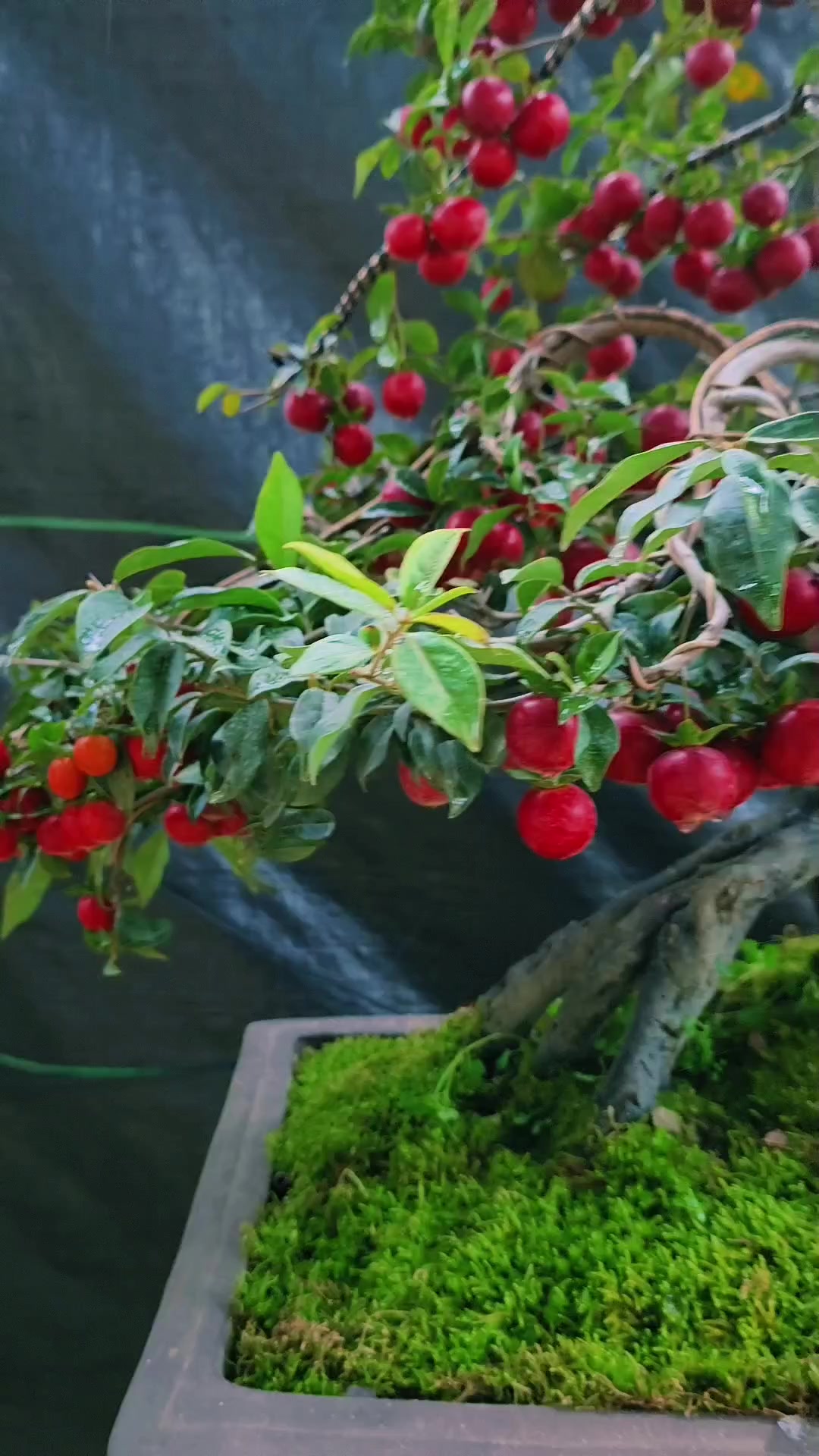 金弹子年功老桩鸡血红车厘子