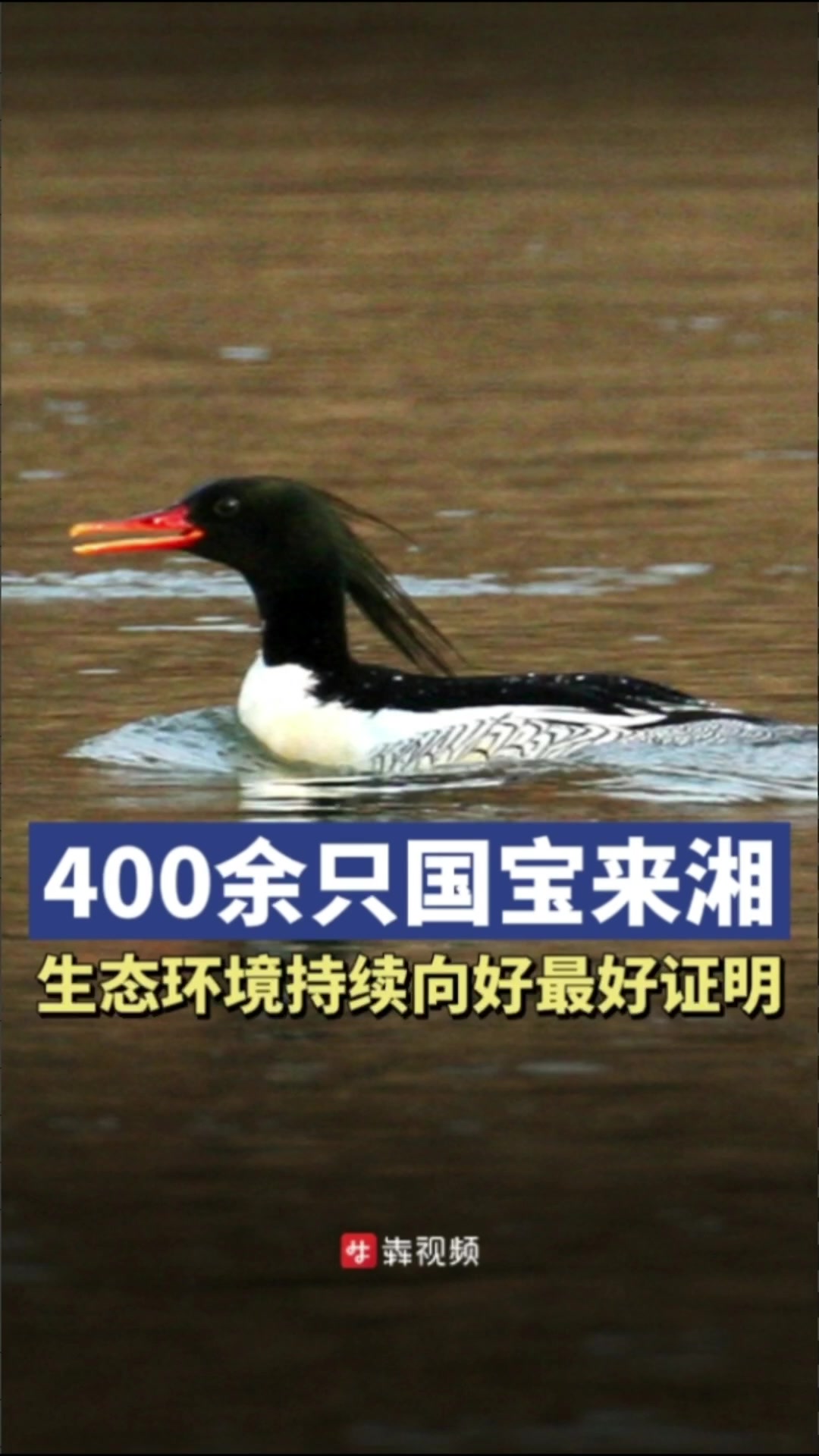 神奇生物在哪里|400余只国鸭来湘过冬 原来你是这样的“鸭”