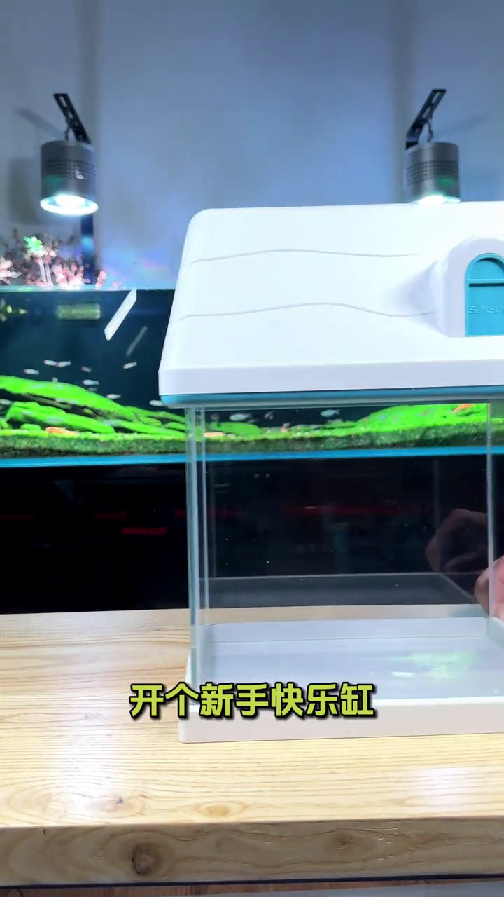 桌面小鱼缸开缸造景,圣诞主题!这缸适合送谁呢?开缸 桌面鱼缸 小鱼缸 圣诞的100种打开方