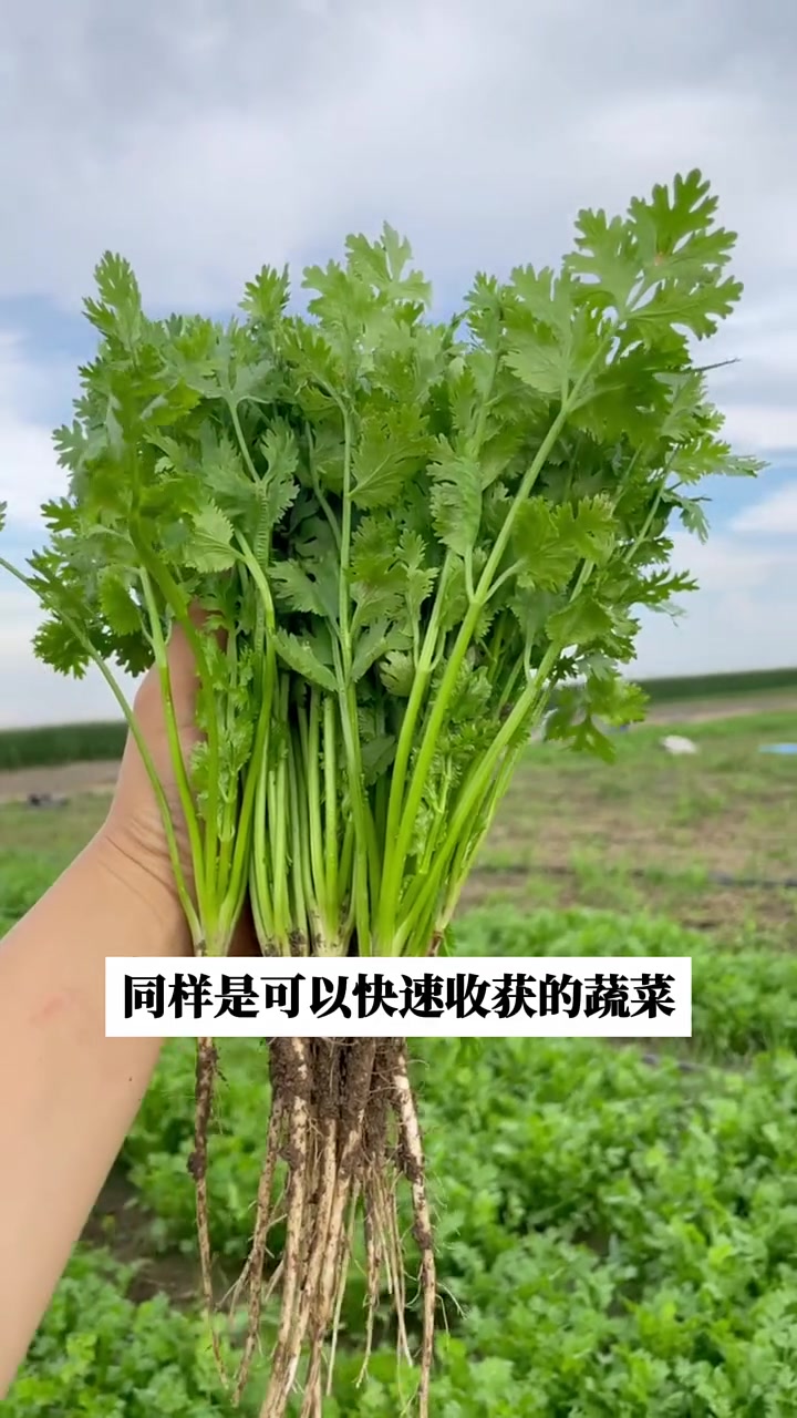 阳台适合种植的蔬菜,你知道几个?快点种起来!