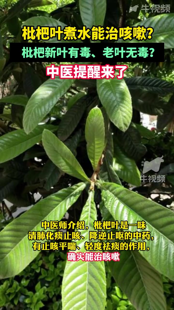 「枇杷新叶有毒吗」12月18日,杭州。网传:枇杷叶煮水可有效治疗咳嗽?萧山区第二人民医院中