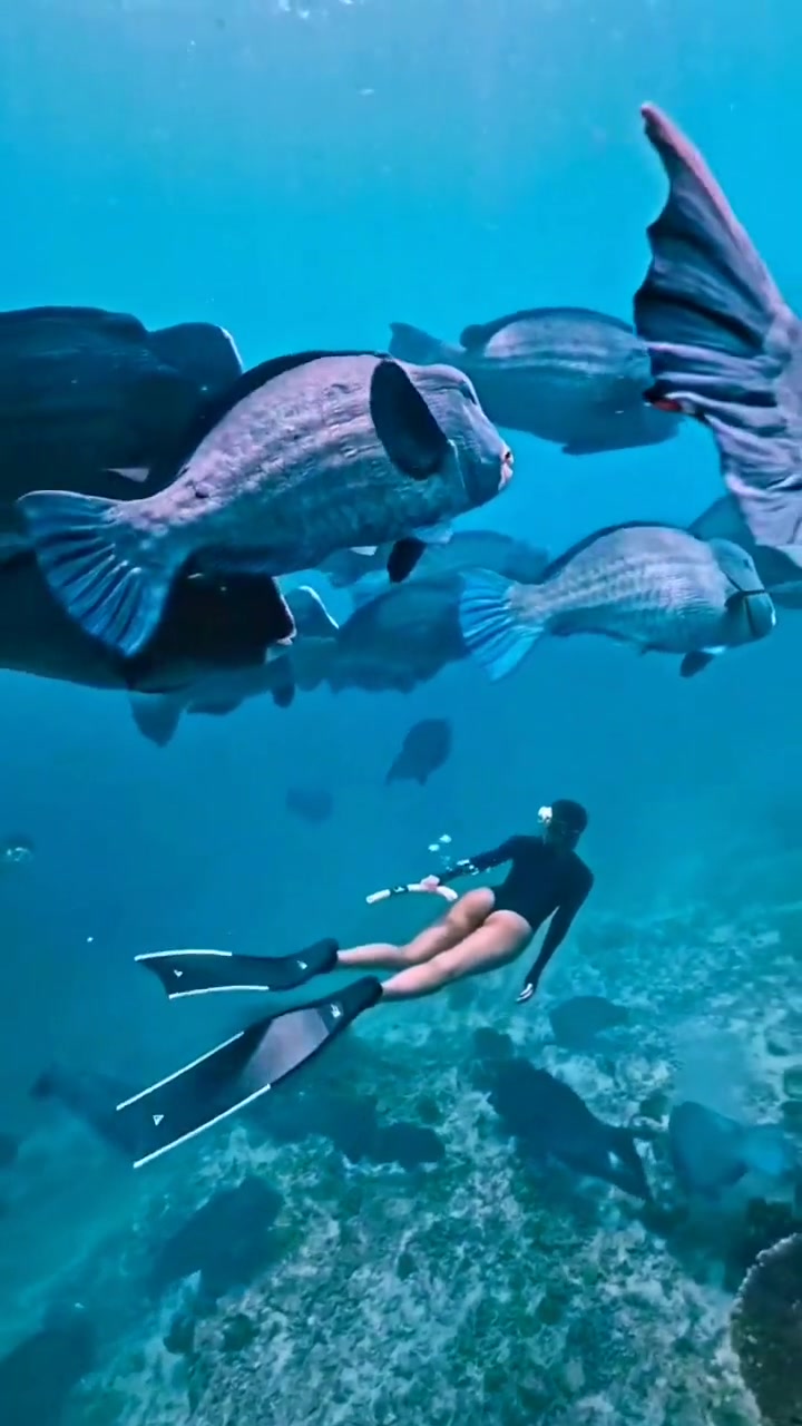 当你被鱼群包围是什么感觉?潜水 水下摄影 海底世界 奇妙的海洋生物