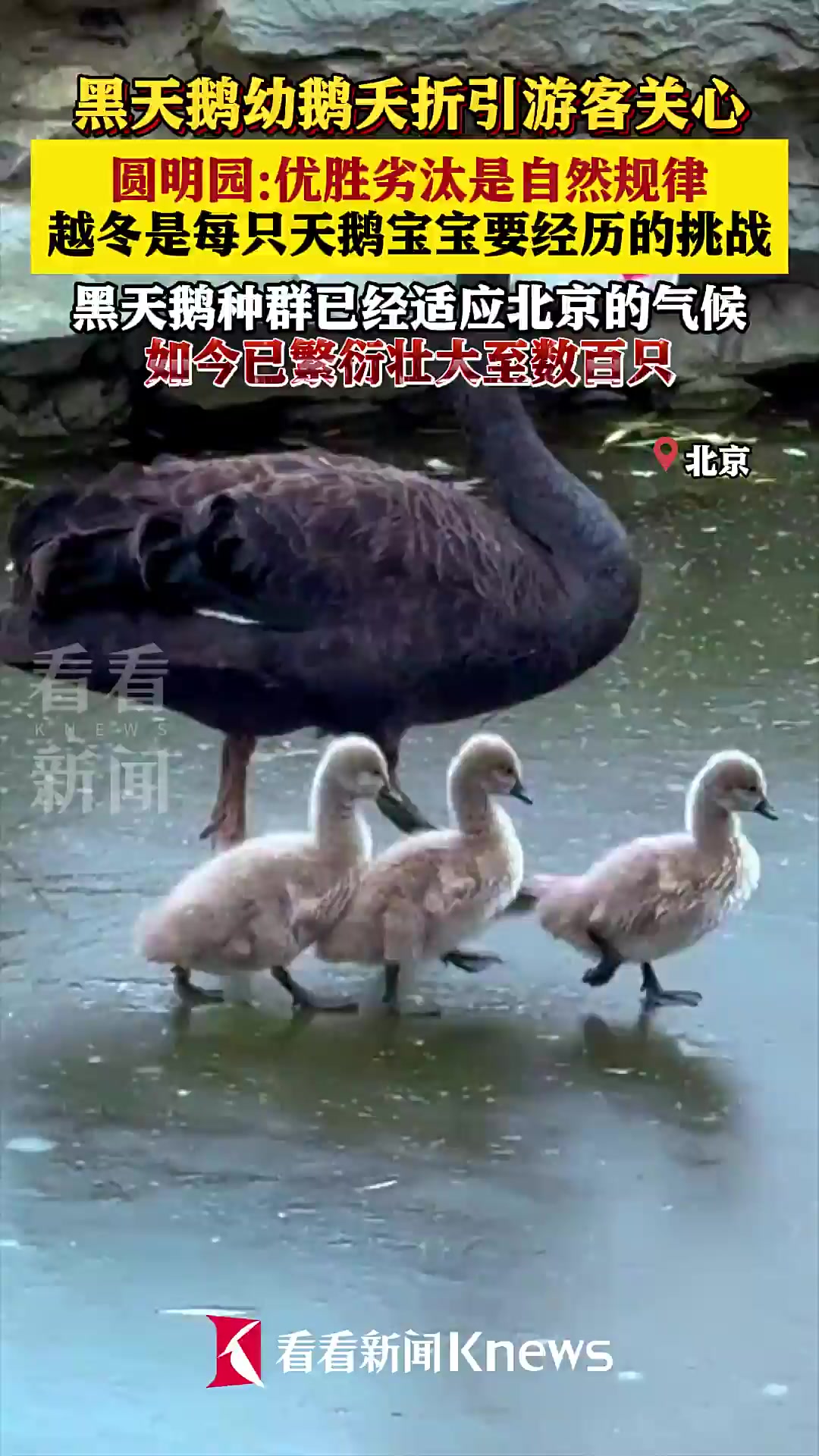 黑天鹅宝宝夭折 圆明园回应:优胜劣汰是自然规律