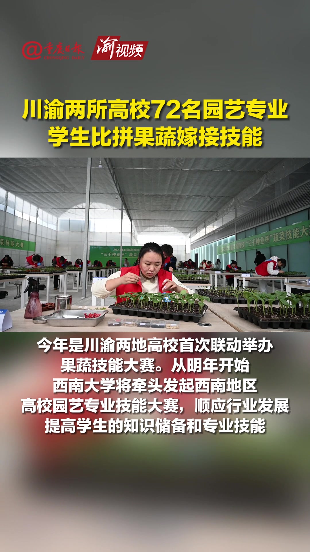 南瓜的根系接上黄瓜的苗会结什么果?这场果蔬嫁接技能比拼在渝举行