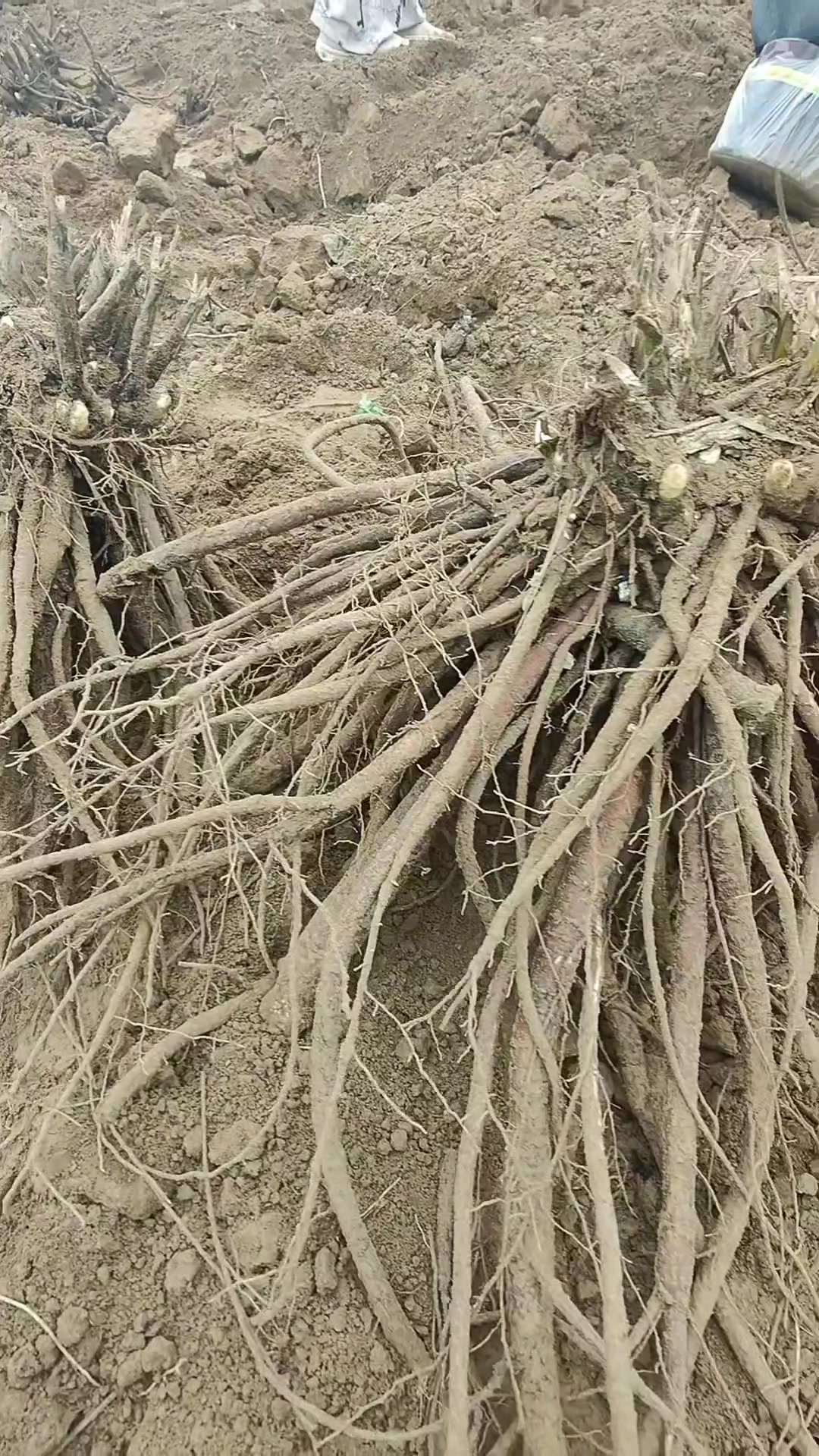 精品芍药品种推荐