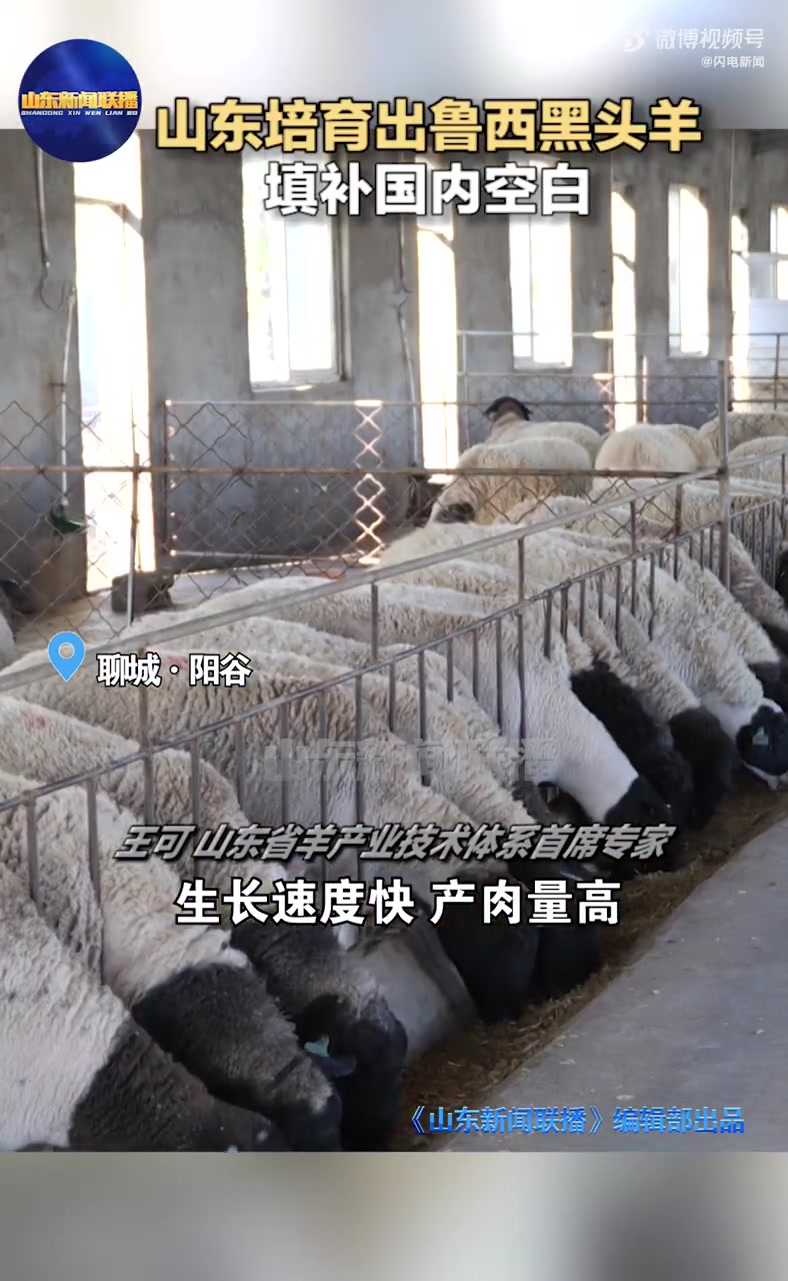 「羊界包青天帮农民增收近三亿」近日,山东聊城,一群羊界“包青天”火出圈。鲁西黑头羊,人送外