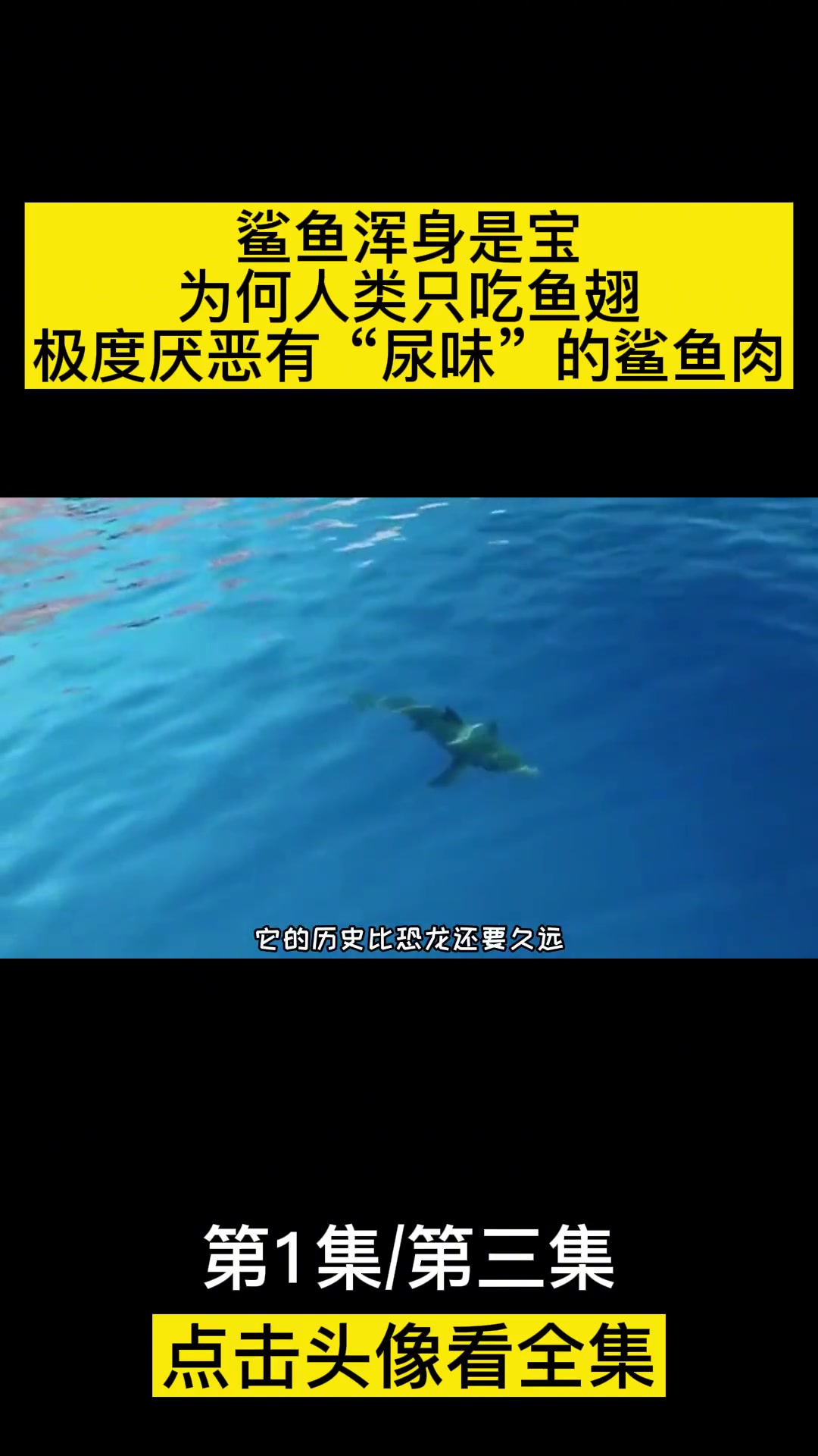鲨鱼浑身是宝,为何人类只吃鱼翅?极度厌恶有“尿味”的鲨鱼肉?