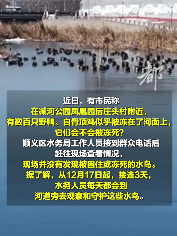 「数百只水鸟被冻在河面上?水务人员回应——」近日,有市民称在减河公园凤凰园后庄头村附近,有