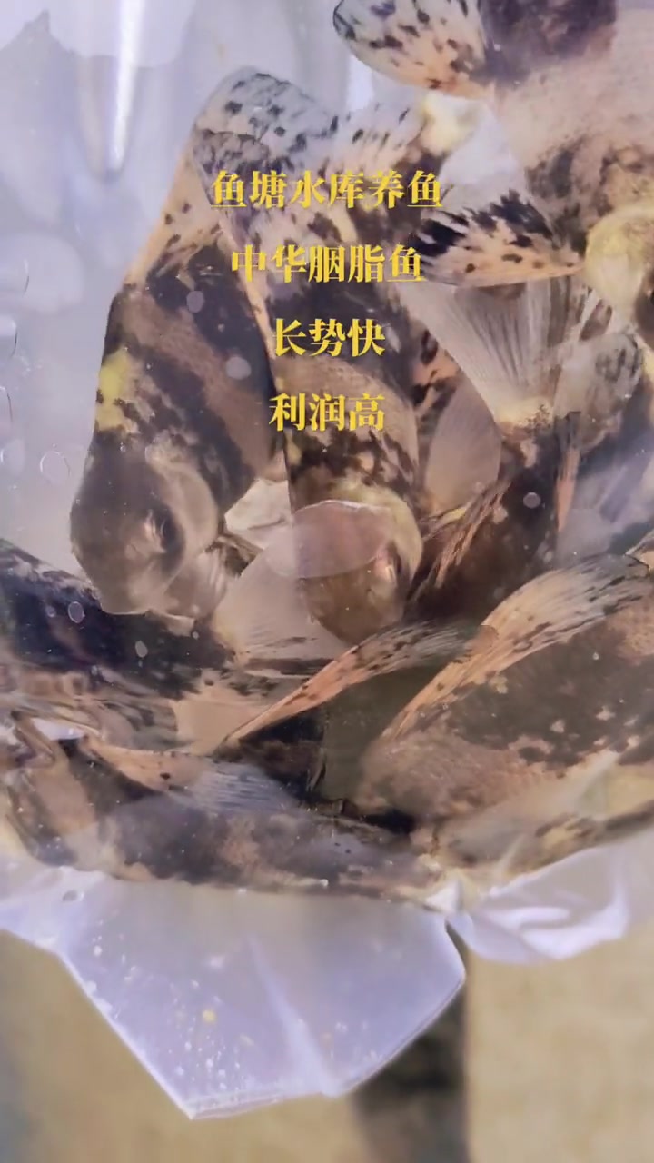 胭脂鱼,学名中华胭脂,又叫一帆风顺美人鱼,野生的是保护动物,但养殖的不用担心,主要用于套养