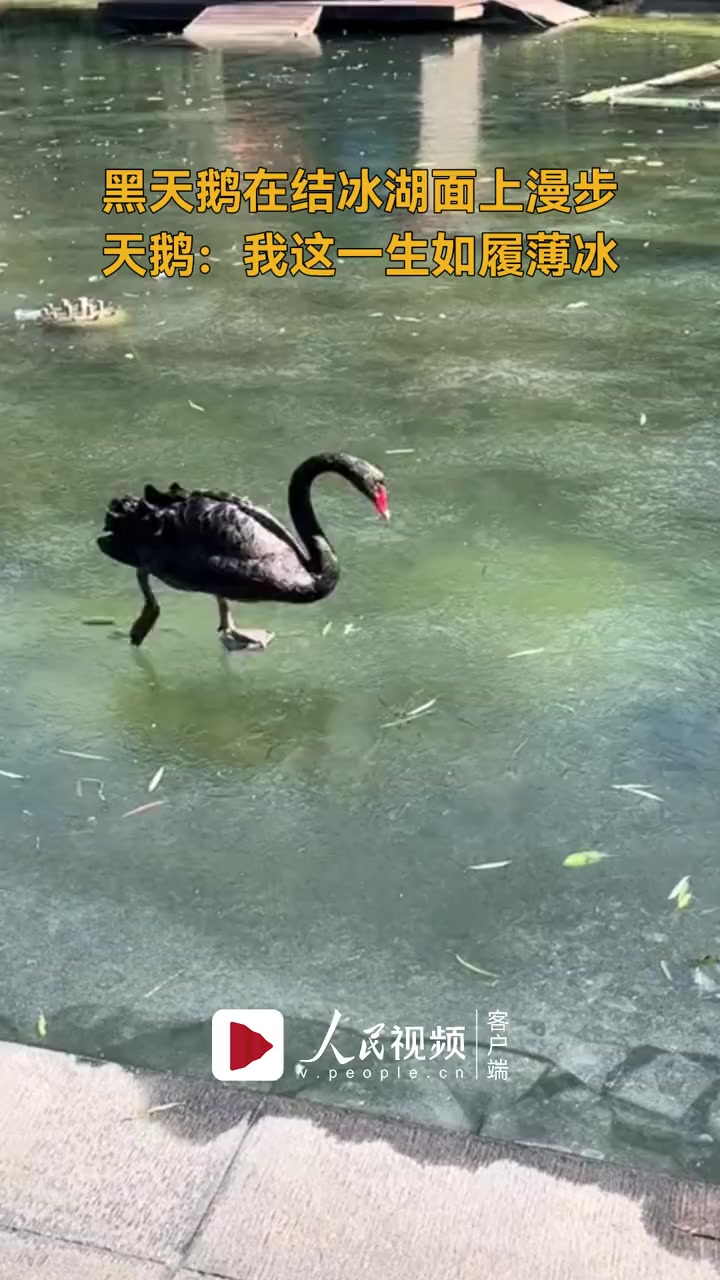 黑天鹅在结冰湖面上漫步,原来到上海天鹅也得city walk