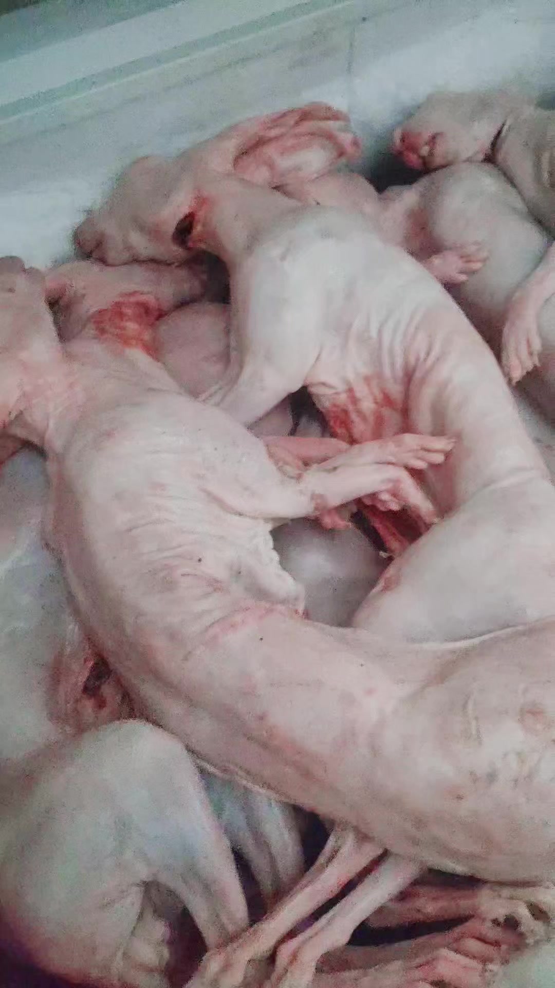 广西兔肉,腊兔子!广西兔肉 广西兔子 广西腊兔