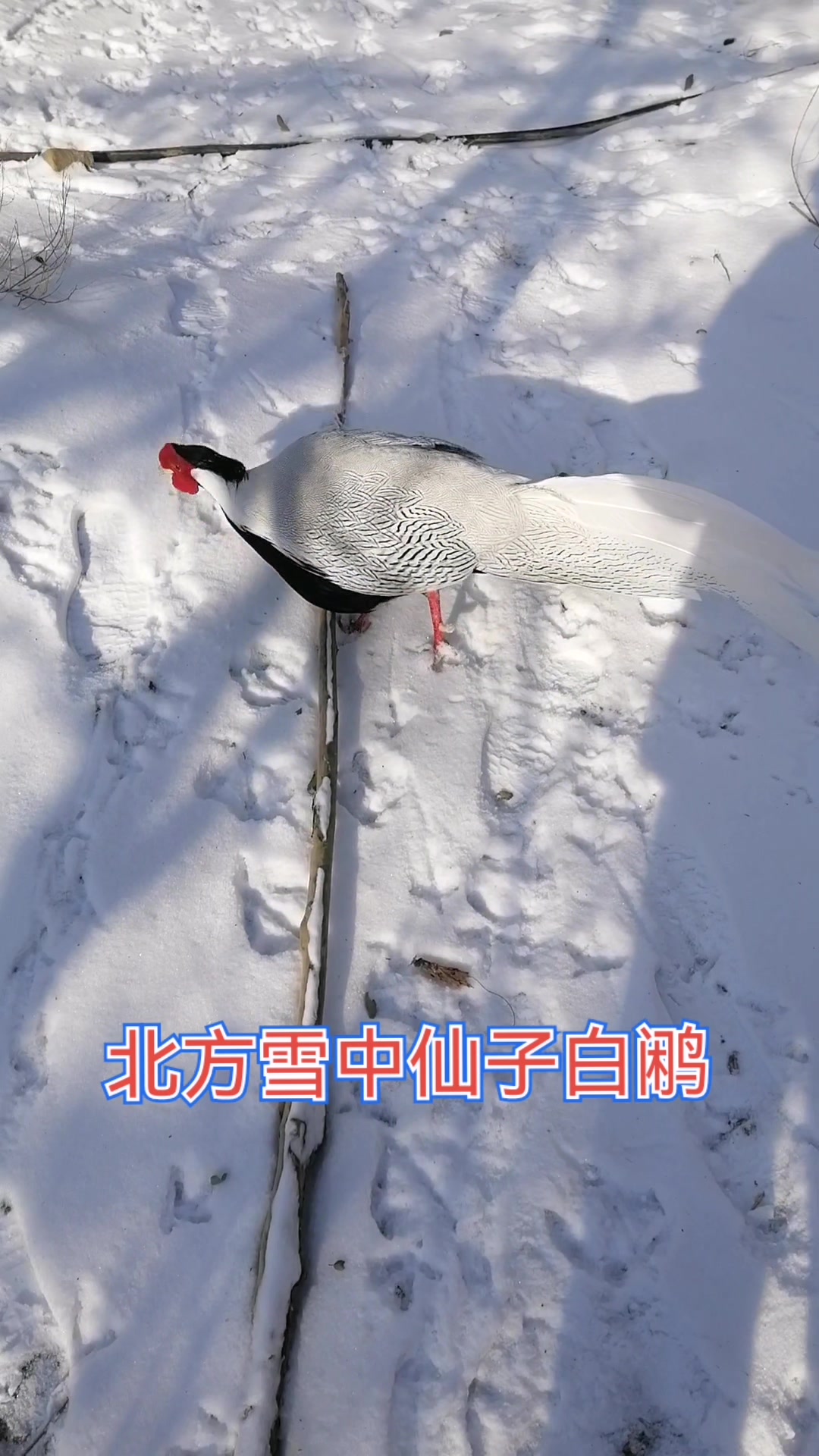 我的雪中仙子白鹇