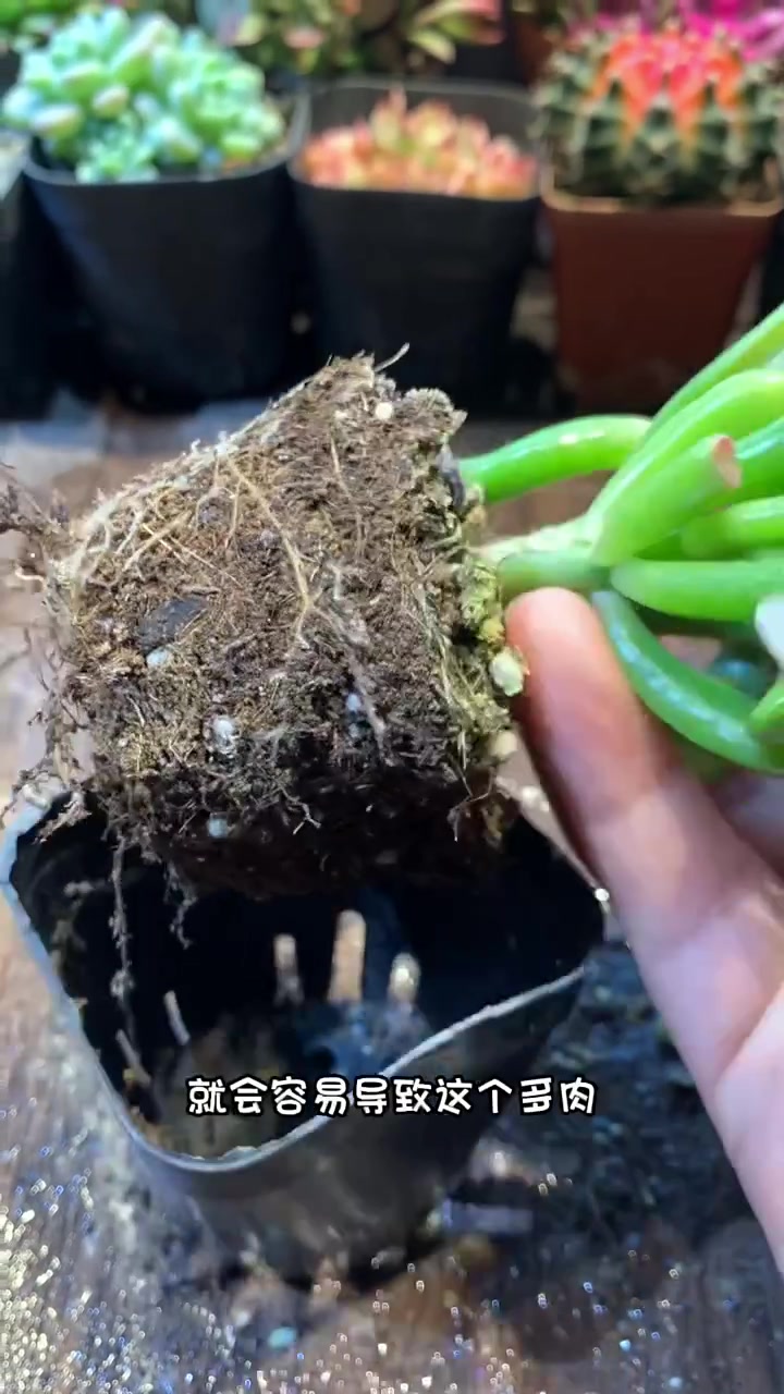 吸财树的养护方法,你养对了吗?