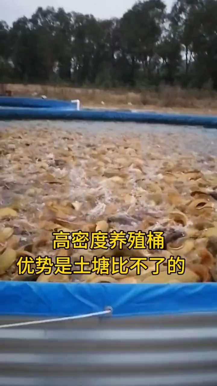 高密度水产养殖鱼池